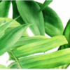 Valore Garden Tropic Dekor "A" 25 x 75 cm 1 valore garden tropic dekor a ret 25x75 658124