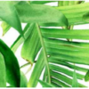 Valore Garden Tropic Dekor "B" 25 x 75 cm 1 valore garden tropic dekor b ret 25x75 658125